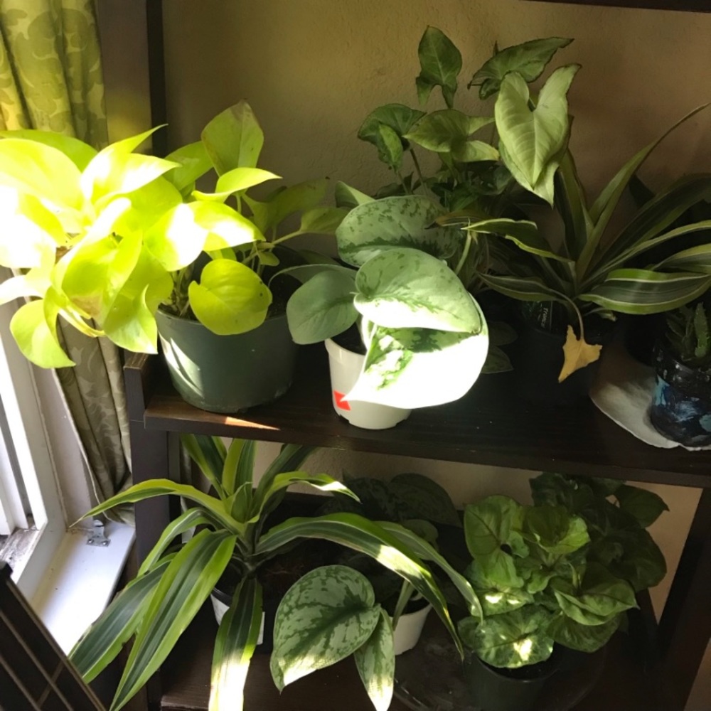 HOUSE PLANT CUTTINGS!! RARE Heartleaf Philodendron BRASIL Cutting, + many others - Picture 10 of 10